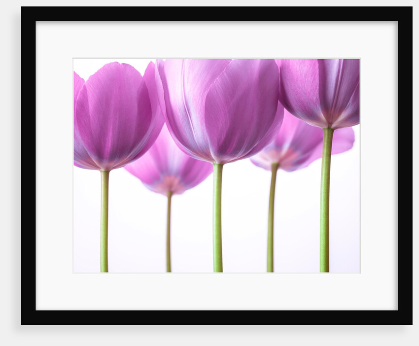 Purple Tulips by Assaf Frank